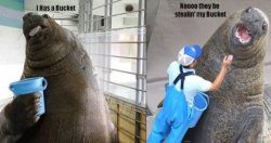 Walrus bucket Meme Template