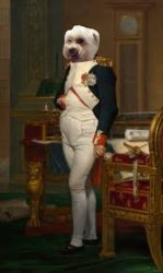 Napoleon Complex Meme Template