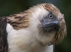 Philippine Eagle Meme Template