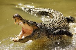 Crocodile Singing Meme Template