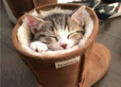 cozy kitty Meme Template