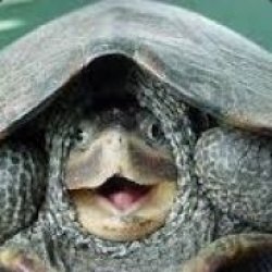 Derpy Turtle Meme Template
