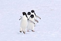 Penguins Running Away Meme Template