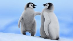 Baby Penguin Telling Off Another Baby Penguin Meme Template