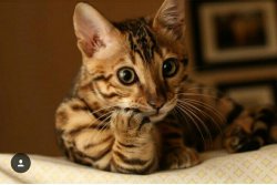 tell me more Meme Template