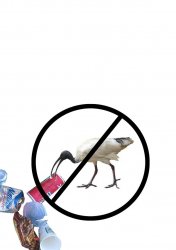 Don't Feed Ibis Meme Template