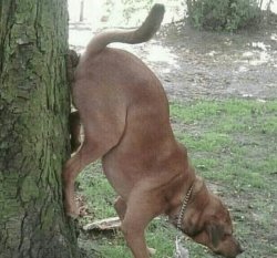 Dog wiping ass on tree Meme Template