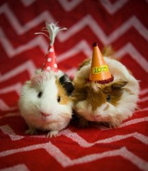 guinea pig birthday Meme Template
