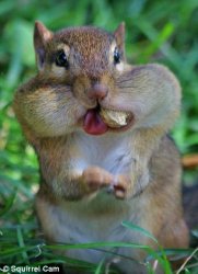 squirrel nuts Meme Template