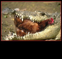 Gator Eating Chicken Meme Template