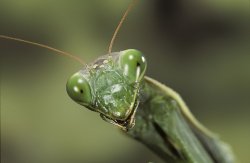 Praying Mantis Meme Template