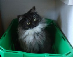 Cat in laundry basket Meme Template