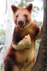 Tree kangaroo Meme Template