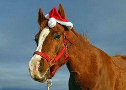 Christmas Horse Meme Template