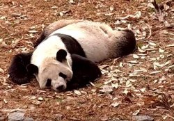 Sleepy Panda Meme Template