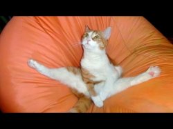 Cat Flexibility Meme Template