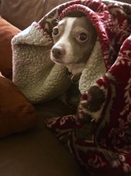 Sad Cold Chihuahua Meme Template