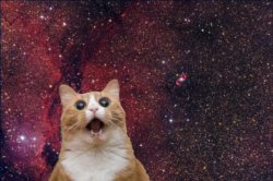 Space Cat Meme Template