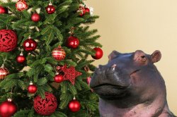 Hippopotamus for Christmas Meme Template