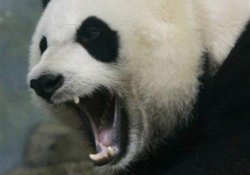 angry panda Meme Template
