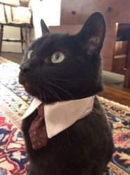 Dress to Impress Meme Template