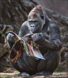 ape Meme Template