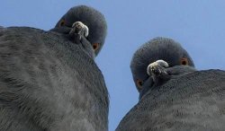 pigeons Meme Template