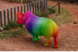 Rainbow rhino Meme Template
