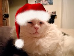 Cat with red christmas hat Meme Template