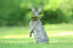 bunny eating grass Meme Template
