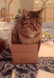 Cat in box Meme Template