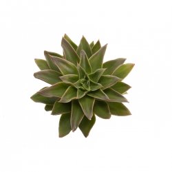 succulent Meme Template