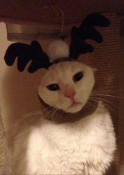 Angry Reindeer Cat Meme Template