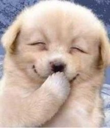 laughing cute puppy, by MEMEPRO1 Meme Template