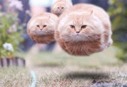 Pussy Comitatus Meme Template