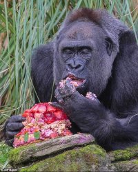 Birthday Gorilla Meme Template