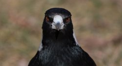 Angry magpie Meme Template