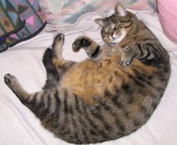 fat pussy Meme Template