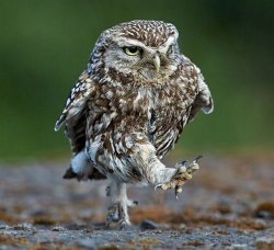 burrowing owl not happy Meme Template