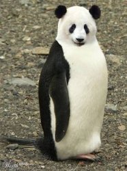 panda + penguin = animal Meme Template