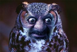 Ugly Owl Meme Template