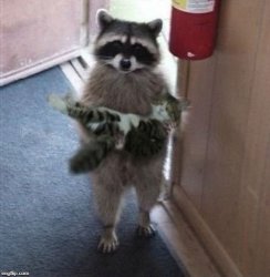 raccoon carrying cat Meme Template
