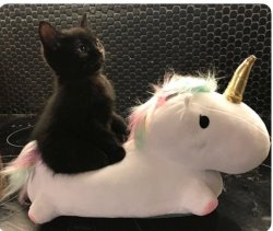 kitten riding unicorn Meme Template