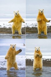 dance bear Meme Template