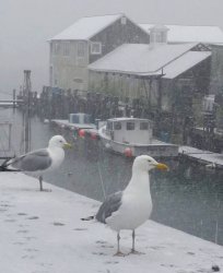 Mainer Gulls Meme Template