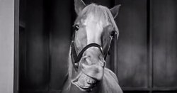 Mr. Ed Meme Template