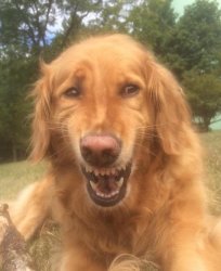 Awkward smiling doge Meme Template