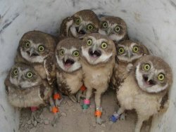 Shocked owls Meme Template