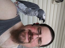 Squawkie Talkie Meme Template