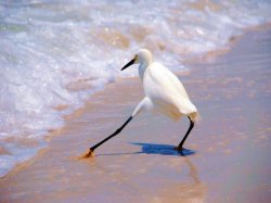 Bird Beach Scared Foot Meme Template